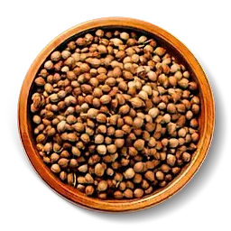 Coriander