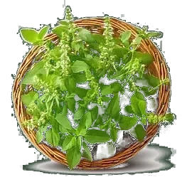 Holy Basil