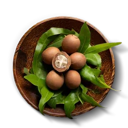 Malabar Nut